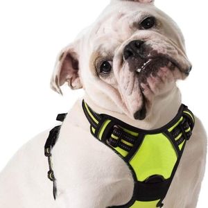 Dog Harness